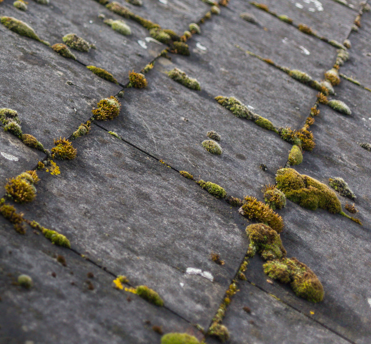 Green moss and algae on slate roof tiles to help illustrate Moss Removal Services in Portland and no Moss warranty