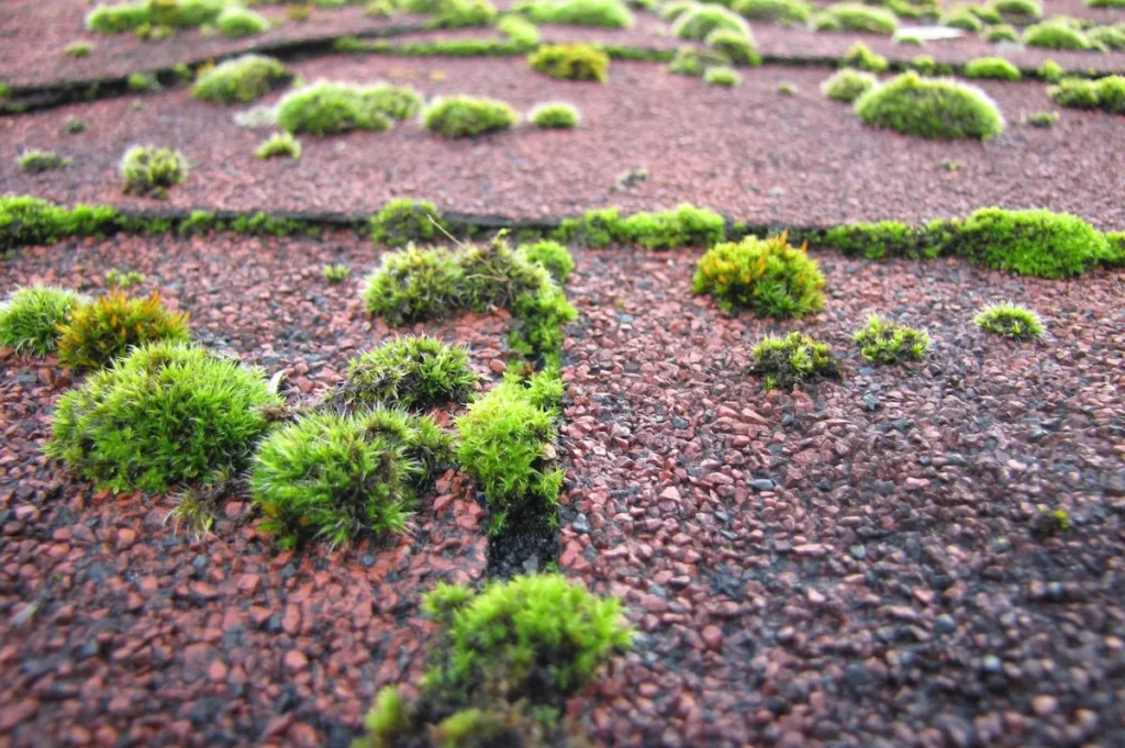 moss built up on roof